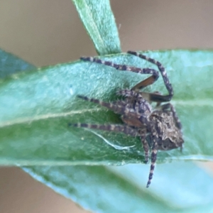 Socca pustulosa at Sullivans Creek, O'Connor - 19 Mar 2024