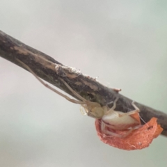 Cheiracanthium gracile (Slender sac spider) at O'Connor, ACT - 19 Mar 2024 by Hejor1