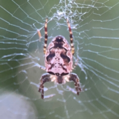 Araneus eburnus (Bush orb weaver) at O'Connor, ACT - 19 Mar 2024 by Hejor1