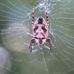 Araneus eburnus at Sullivans Creek, O'Connor - 19 Mar 2024 05:47 PM