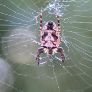 Araneus eburnus at Sullivans Creek, O'Connor - 19 Mar 2024 05:47 PM