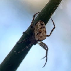 Araneus eburnus at Sullivans Creek, O'Connor - 19 Mar 2024