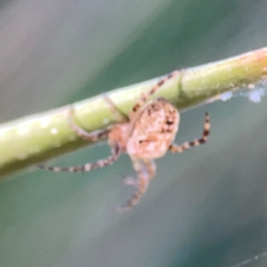 Araneus eburnus at Sullivans Creek, O'Connor - 19 Mar 2024 05:47 PM