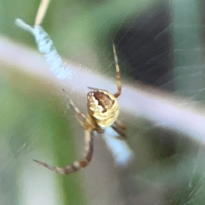 Gea theridioides (An orb weaver spider) at Sullivans Creek, O'Connor - 19 Mar 2024 by Hejor1