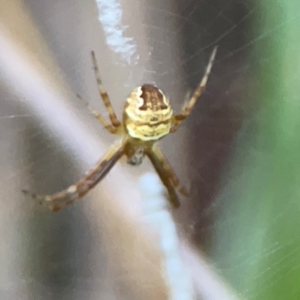 Gea theridioides at Sullivans Creek, O'Connor - 19 Mar 2024 05:06 PM