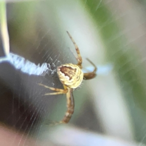 Gea theridioides at Sullivans Creek, O'Connor - 19 Mar 2024 05:06 PM