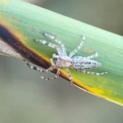 Helpis minitabunda (Threatening jumping spider) at O'Connor, ACT - 19 Mar 2024 by Hejor1