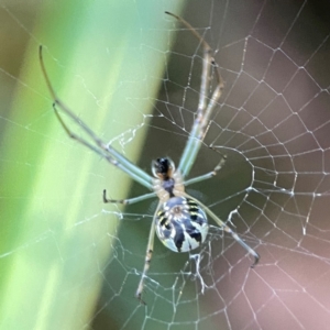 Leucauge dromedaria at Sullivans Creek, O'Connor - 19 Mar 2024 05:53 PM