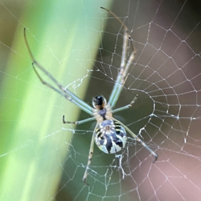 Leucauge dromedaria (Silver dromedary spider) at O'Connor, ACT - 19 Mar 2024 by Hejor1