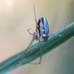 Leucauge dromedaria at Sullivans Creek, O'Connor - 19 Mar 2024