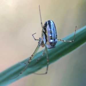 Leucauge dromedaria at Sullivans Creek, O'Connor - 19 Mar 2024 05:53 PM