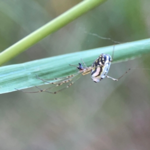 Leucauge dromedaria at Sullivans Creek, O'Connor - 19 Mar 2024