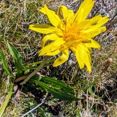 Microseris lanceolata (Yam Daisy) at Kosciuszko National Park - 19 Mar 2024 by HelenCross