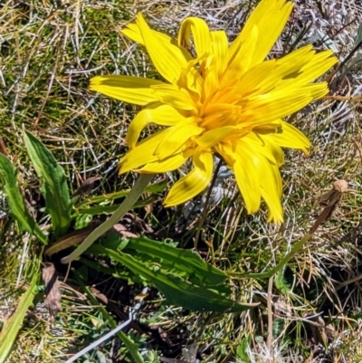 Microseris lanceolata (Yam Daisy) at Geehi, NSW - 19 Mar 2024 by HelenCross