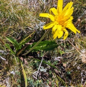 Microseris lanceolata at Kosciuszko National Park - 19 Mar 2024