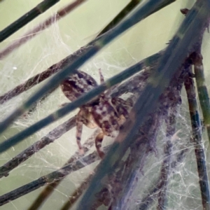 Opisthoncus serratofasciatus at Sullivans Creek, O'Connor - 19 Mar 2024 04:56 PM