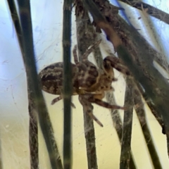 Opisthoncus serratofasciatus at Sullivans Creek, O'Connor - 19 Mar 2024