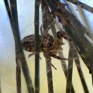 Opisthoncus serratofasciatus at Sullivans Creek, O'Connor - 19 Mar 2024 04:56 PM