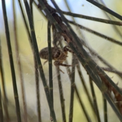 Opisthoncus serratofasciatus at Sullivans Creek, O'Connor - 19 Mar 2024