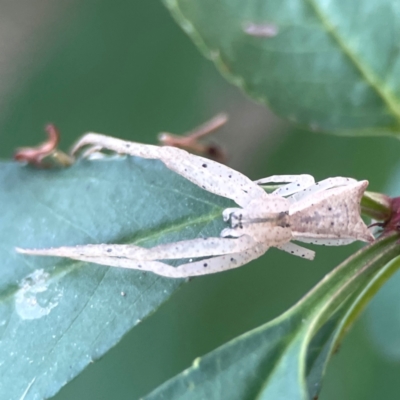 Sidymella trapezia (Trapezoid Crab Spider) at O'Connor, ACT - 19 Mar 2024 by Hejor1