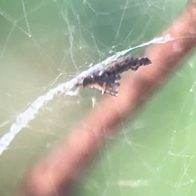 Philoponella congregabilis (Social house spider) at O'Connor, ACT - 19 Mar 2024 by Hejor1