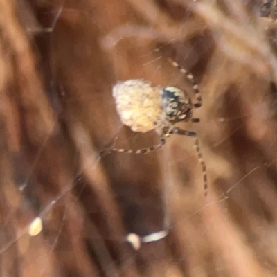 Cryptachaea veruculata (Diamondback comb-footed spider) at O'Connor, ACT - 19 Mar 2024 by Hejor1