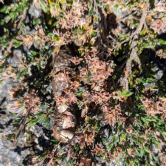 Euastacus sp. (genus) at Kosciuszko National Park - 19 Mar 2024