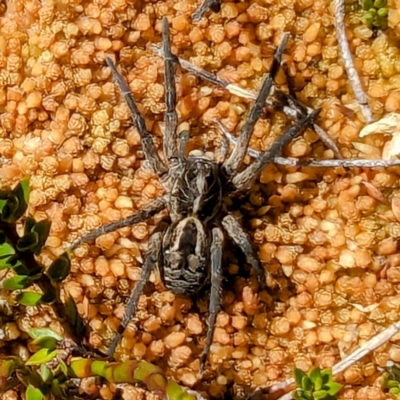 Tasmanicosa sp. (genus) (Tasmanicosa wolf spider) at Kosciuszko National Park - 19 Mar 2024 by HelenCross