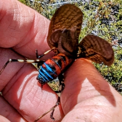 Acripeza reticulata (Mountain Katydid) at Kosciuszko National Park - 19 Mar 2024 by HelenCross