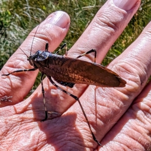 Acripeza reticulata at Kosciuszko National Park - 19 Mar 2024