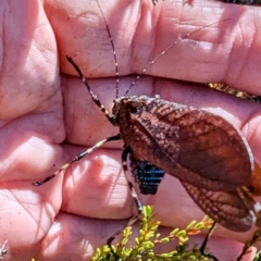 Acripeza reticulata at Kosciuszko National Park - 19 Mar 2024