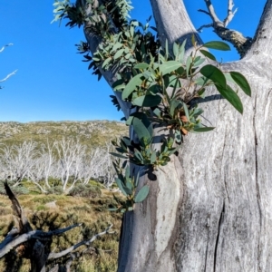 Eucalyptus pauciflora subsp. niphophila at Kosciuszko National Park - 19 Mar 2024 09:48 AM