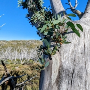 Eucalyptus pauciflora (A Snow Gum) at Kosciuszko National Park by HelenCross