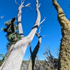 Eucalyptus pauciflora subsp. niphophila at Kosciuszko National Park - 19 Mar 2024