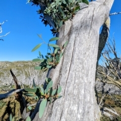 Eucalyptus pauciflora subsp. niphophila at Kosciuszko National Park - 19 Mar 2024