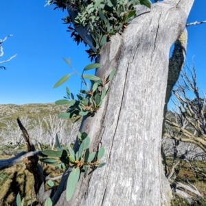 Eucalyptus pauciflora subsp. niphophila at Kosciuszko National Park - 19 Mar 2024