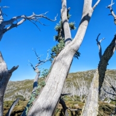 Eucalyptus pauciflora subsp. niphophila at Kosciuszko National Park - 19 Mar 2024 09:48 AM