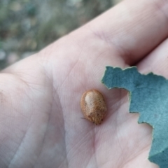 Paropsis atomaria (Eucalyptus leaf beetle) at Bungendore, NSW - 19 Mar 2024 by clarehoneydove