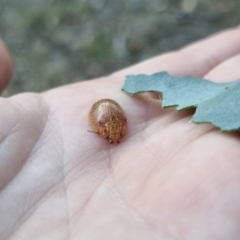 Paropsis atomaria at QPRC LGA - 19 Mar 2024