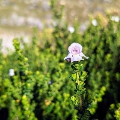 Prostanthera cuneata (Alpine Mint Bush) at Kosciuszko National Park - 19 Mar 2024 by HelenCross