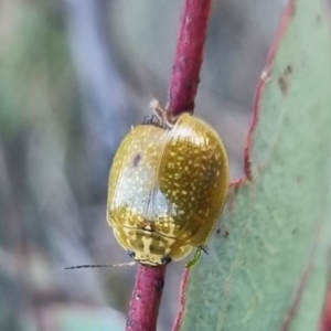 Paropsisterna cloelia at QPRC LGA - 19 Mar 2024