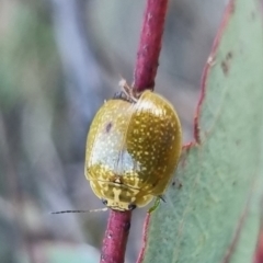 Paropsisterna cloelia (Eucalyptus variegated beetle) at QPRC LGA - 19 Mar 2024 by clarehoneydove