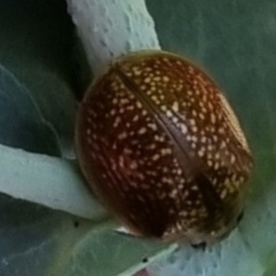 Paropsini sp. (tribe) (Unidentified paropsine leaf beetle) at QPRC LGA - 19 Mar 2024 by clarehoneydove