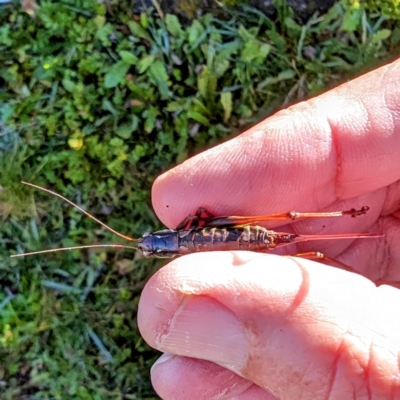 Austrodectes monticolus (Australian shield-back katydid) at Kosciuszko National Park - 18 Mar 2024 by HelenCross