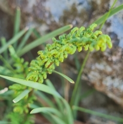 Cheilanthes sieberi subsp. sieberi (Narrow Rock Fern) at Mount Rogers - 18 Mar 2024 by WalkYonder