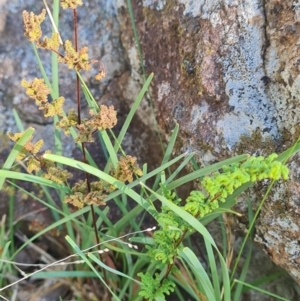 Cheilanthes sieberi subsp. sieberi at Mount Rogers - 19 Mar 2024