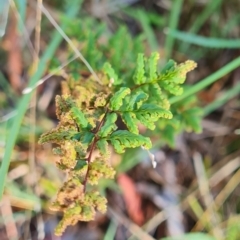 Cheilanthes sieberi subsp. sieberi at Mount Rogers - 19 Mar 2024 09:35 AM