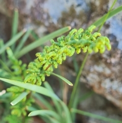 Cheilanthes sieberi subsp. sieberi at Mount Rogers - 19 Mar 2024 09:35 AM