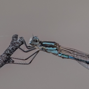 Austrolestes leda at Cantor Crescent Woodland, Higgins - 18 Mar 2024