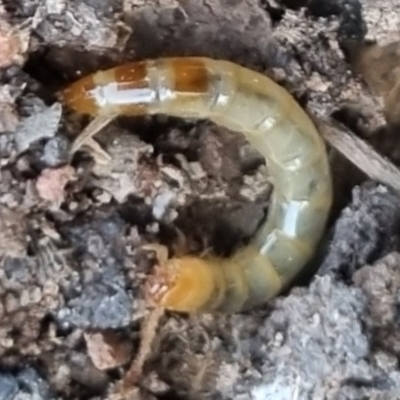 Unidentified Segmented Worm (Annelida) at Bungendore, NSW - 19 Mar 2024 by clarehoneydove